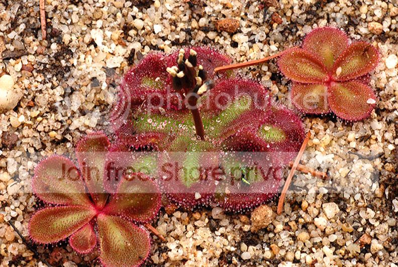 erythrorhiza_squ.jpg