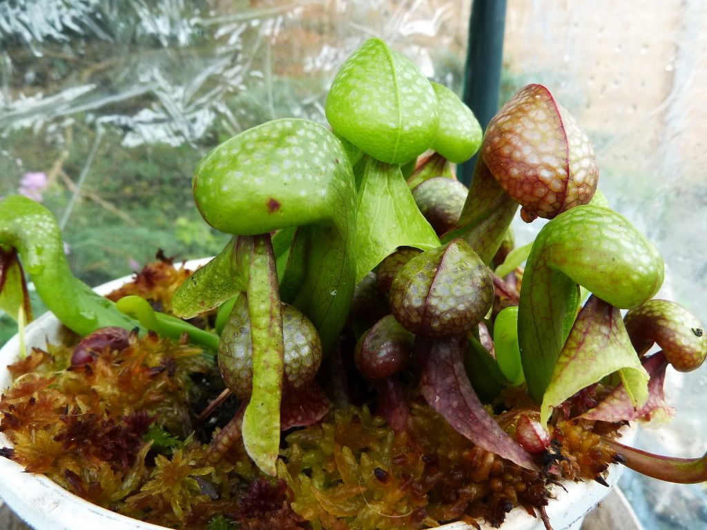 flowerstalkvft12102012020.jpg