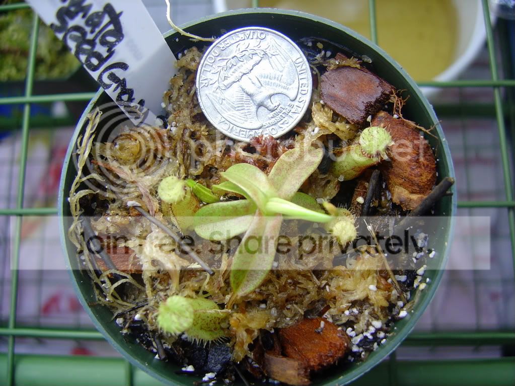SeedgrownHamata001.jpg