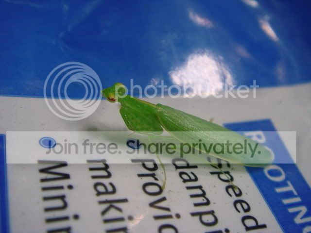 mantis_female.jpg