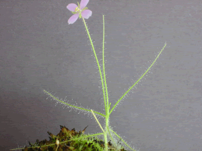 B_liniflora_side.gif