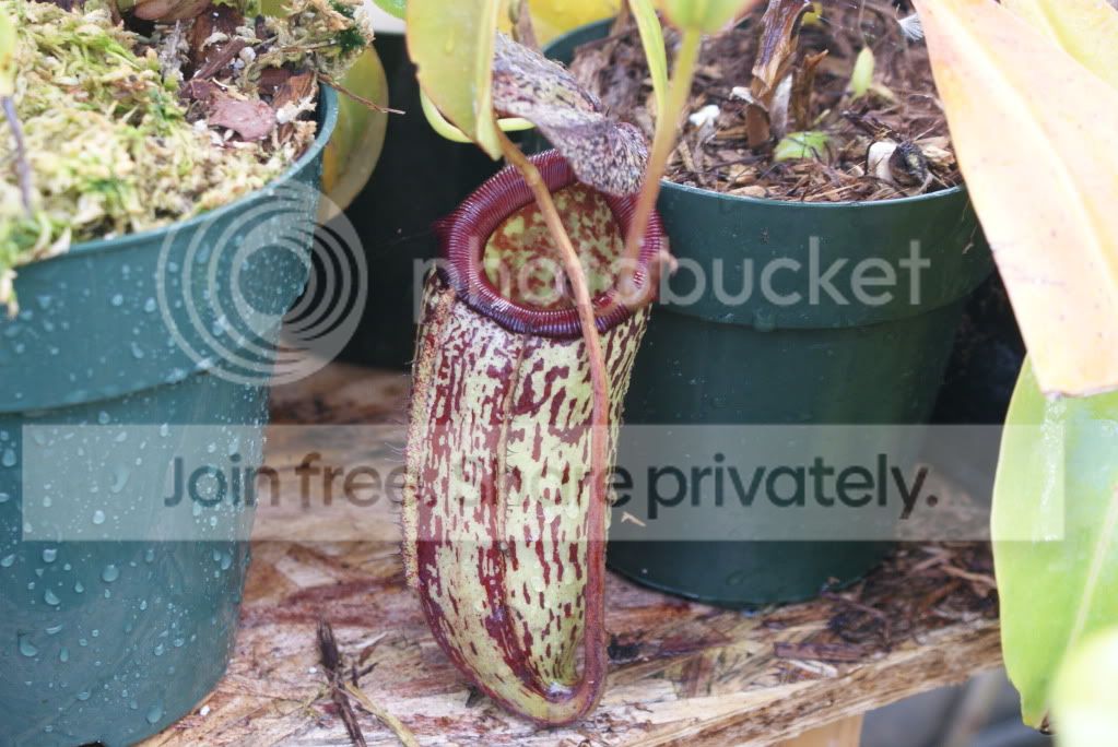 pitcherplants011.jpg