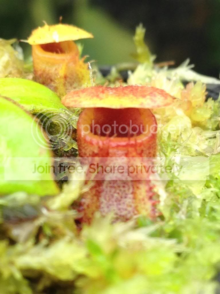 image_zpsb75308b4.jpg