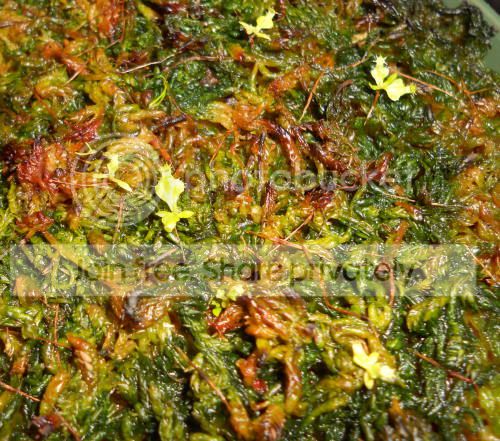 Nampullaria_5-17-11.jpg