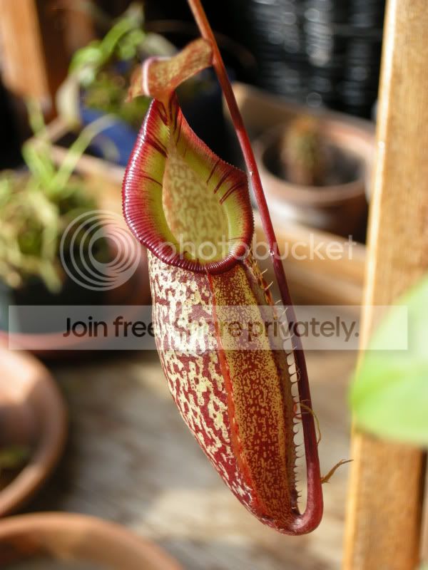 DSCN5536.jpg