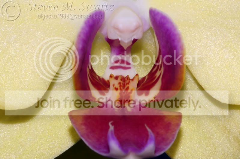 orchid.jpg