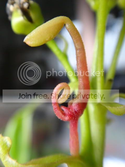 B52_flower_stalk_offshoot.jpg