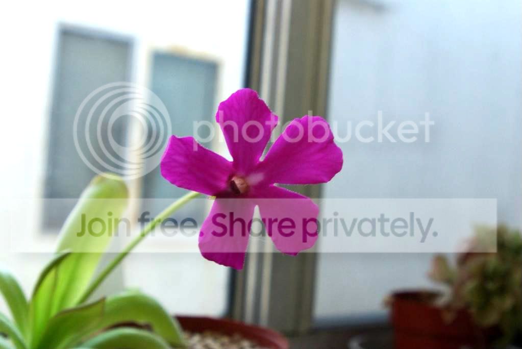 IMGP1652.jpg