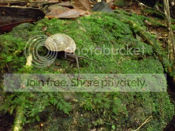 elYunque-treesnailRS.jpg