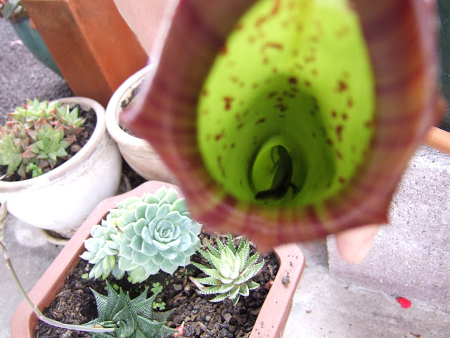DSCF1106.JPG