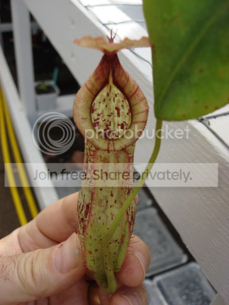 Nxdyeriana061409.jpg