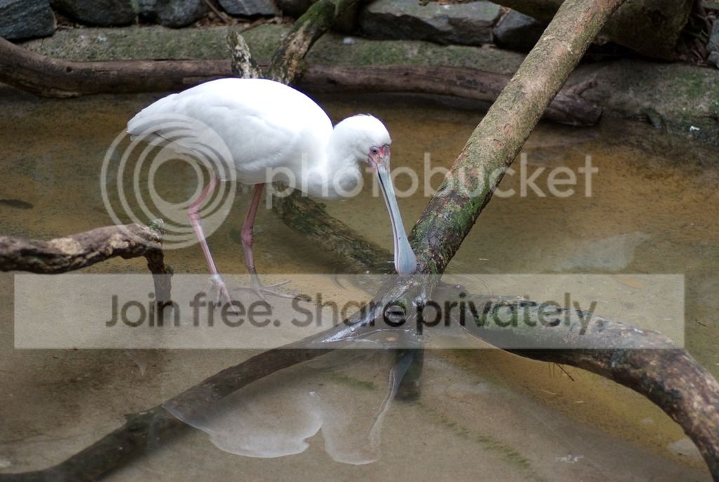 IMGP3665_zps9ck2jkww.jpg
