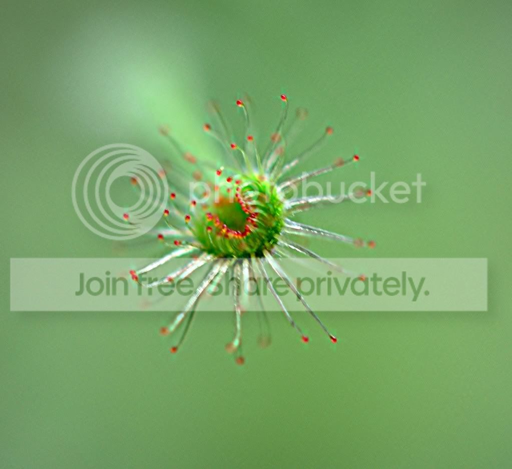 petiolariscomplex007.jpg