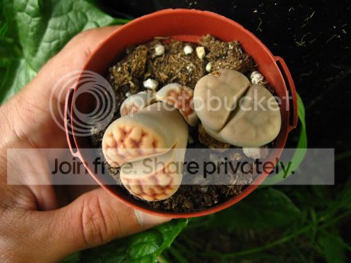 lithops-top.jpg