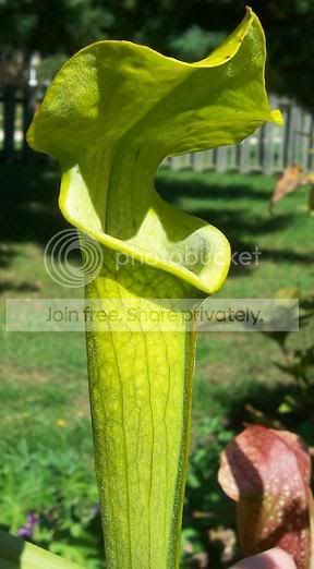 alabamensis.jpg