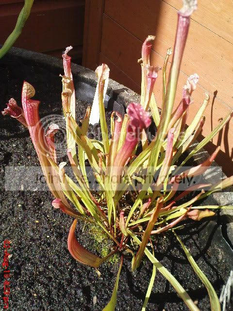 sarracenia004.jpg