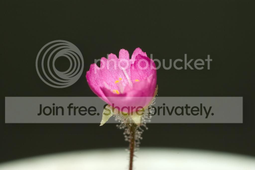 IMGP6048_zpsf48b8ee0.jpg