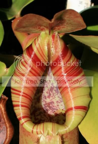 HLtruncata6.jpg
