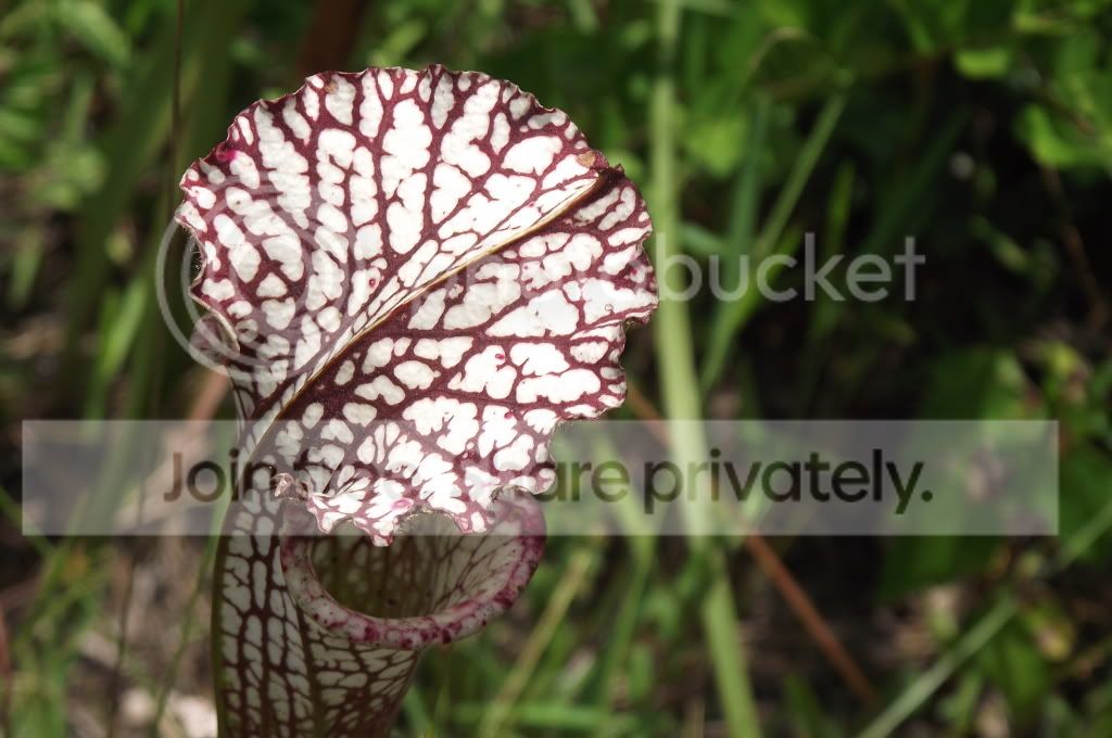 DSCF8668.jpg