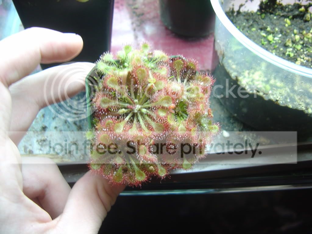 SpatulataandTokaiensis002.jpg