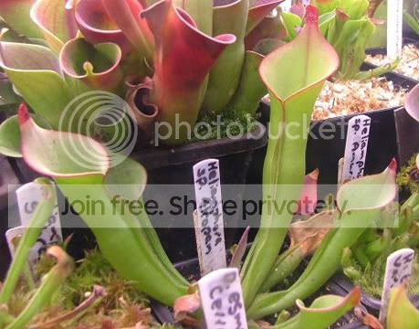 Heliamphora-akopan.jpg