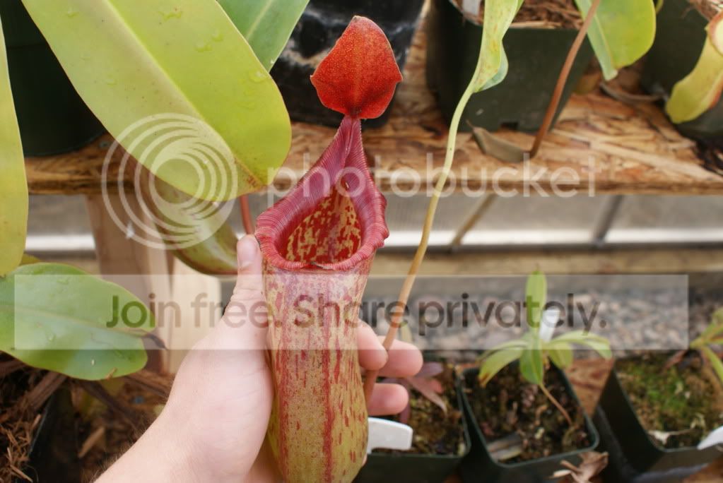 nepenthes012-1.jpg