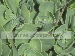 Spring2009018.jpg