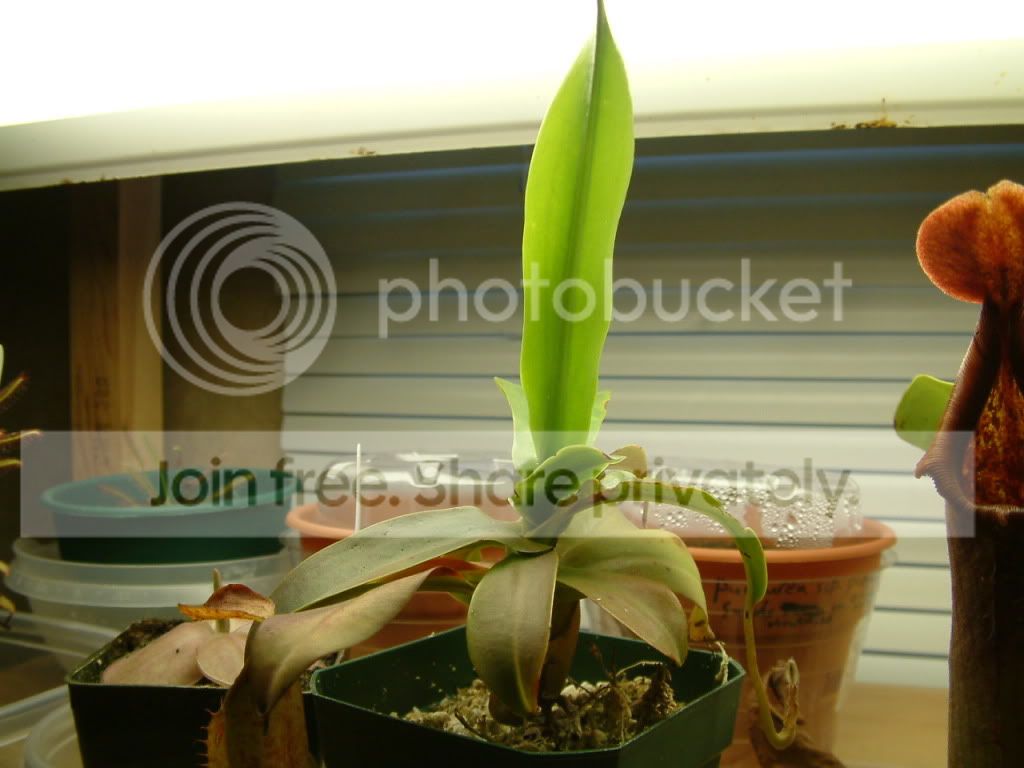Plants001.jpg