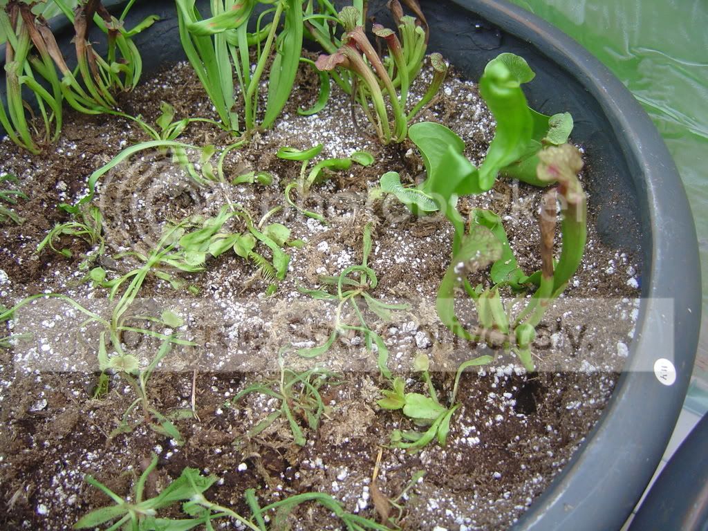 CPs5-7-08002.jpg