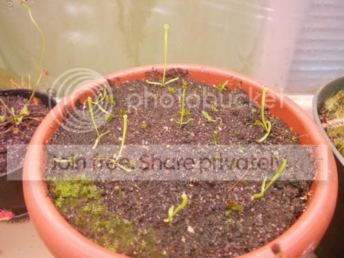 SflavaXpurpurea_3-1-12.jpg