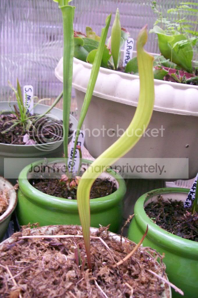 CarnivorousPlants015.jpg