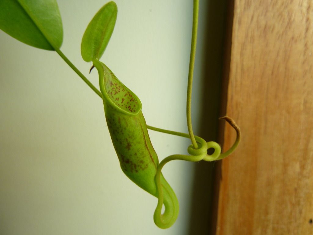 plants10032012031.jpg