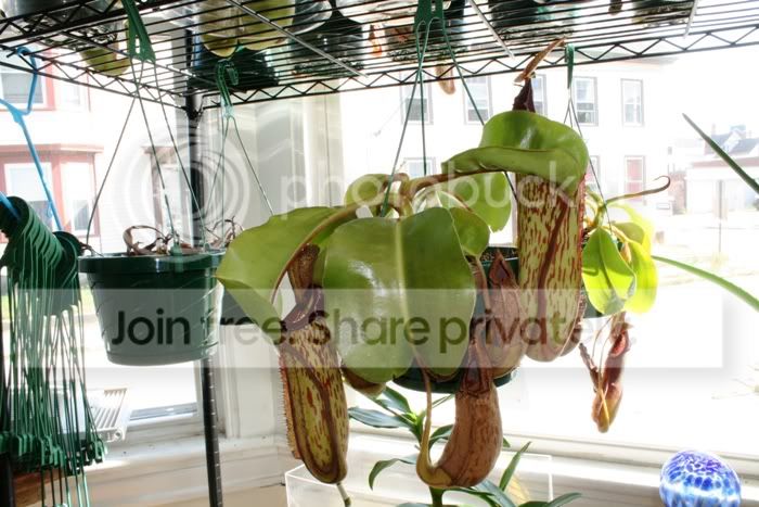 maxxtruncata3.jpg