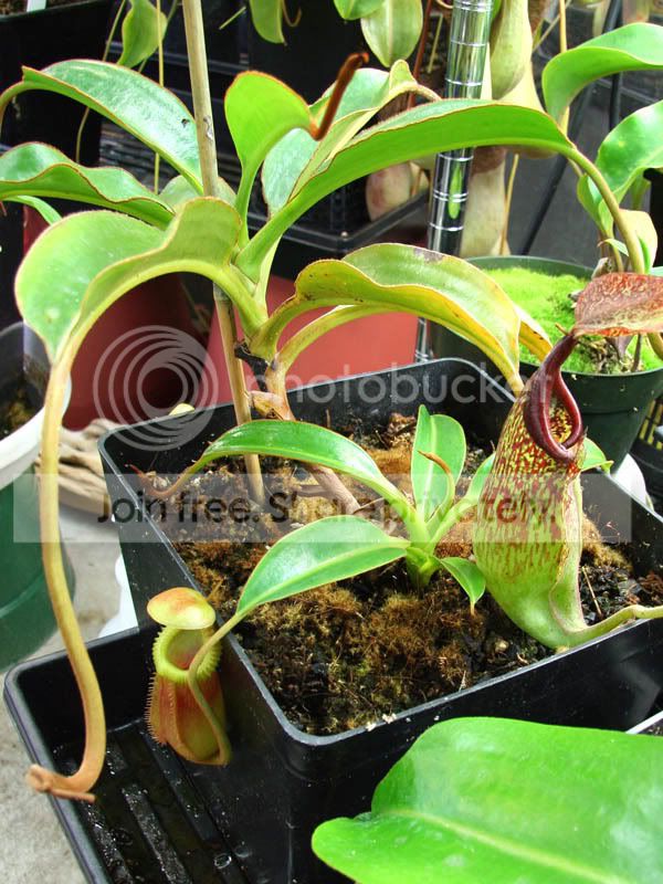 Nmacrophylla2.jpg