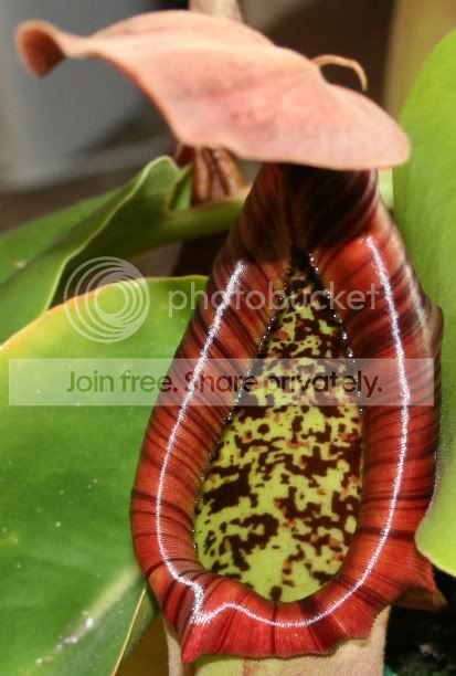 TRUNCATA1.jpg