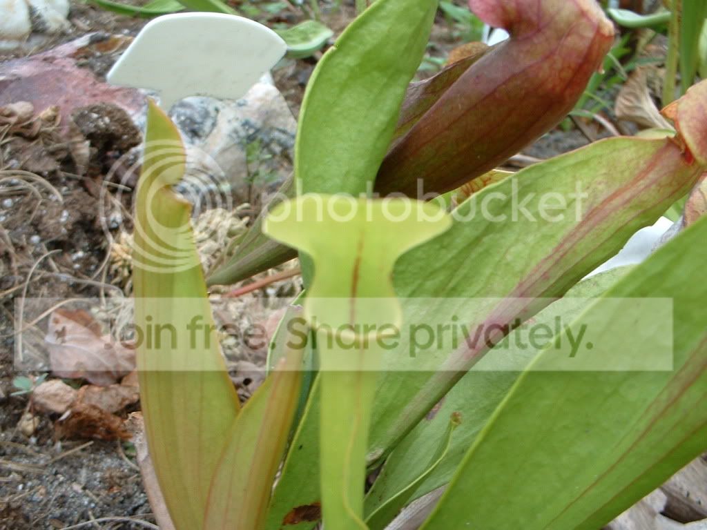 Sarracenia053.jpg