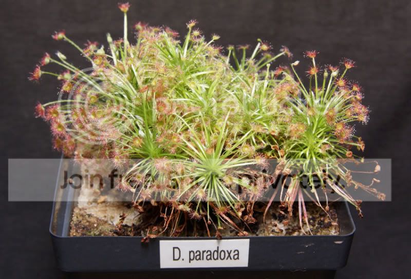 Dparadoxa-1.jpg