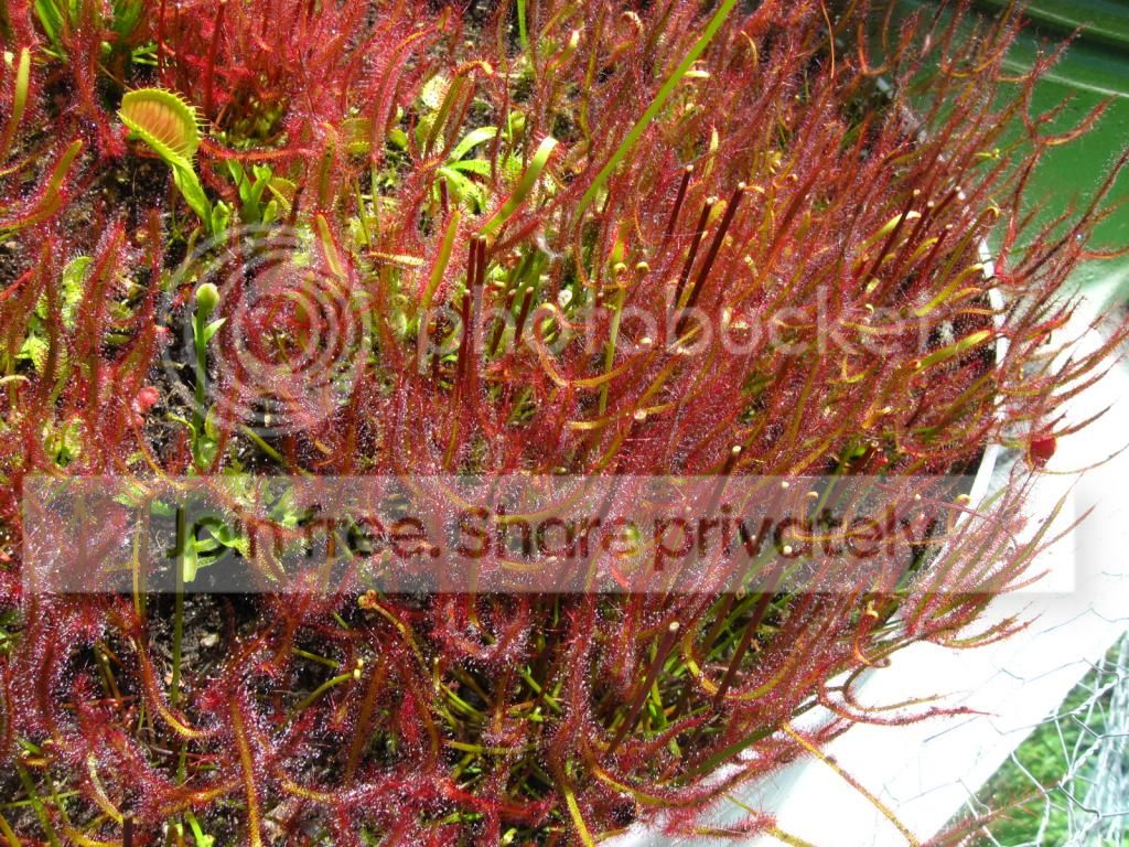 IMG_0876_zps9b9bb1ca.jpg