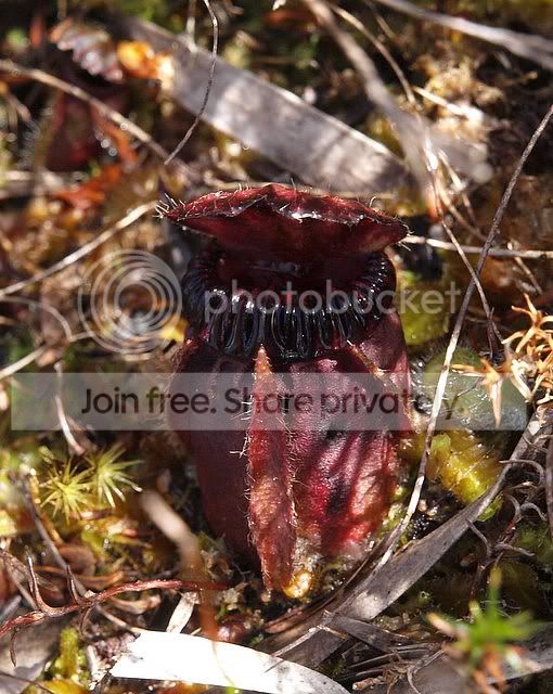 site4_black_teeth.jpg