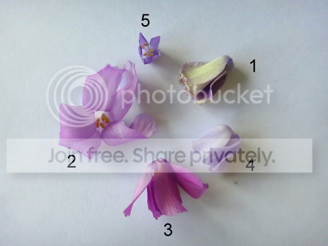 byblis_petals_colours.jpg