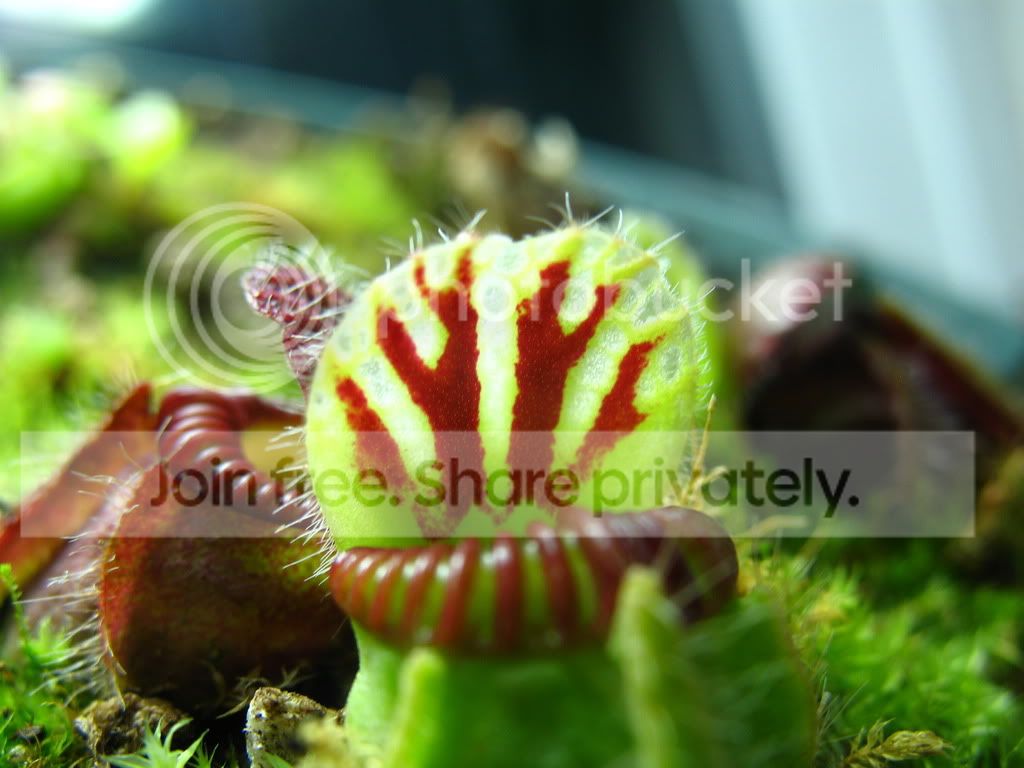 CephLidTexture.jpg