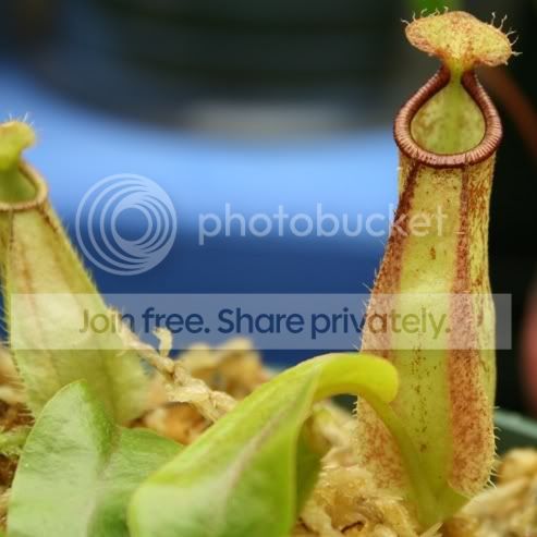 seedlingpitchure2.jpg
