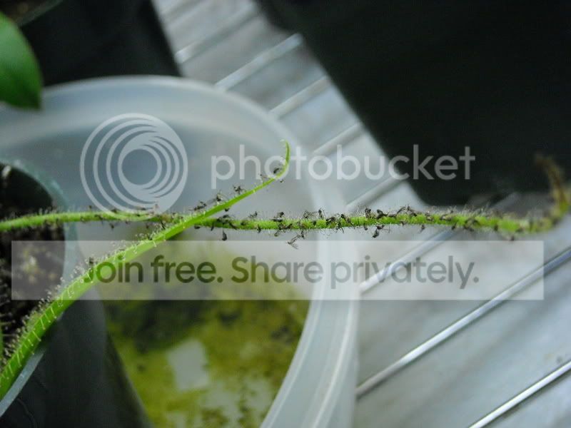 Dfiliformis2-82408.jpg