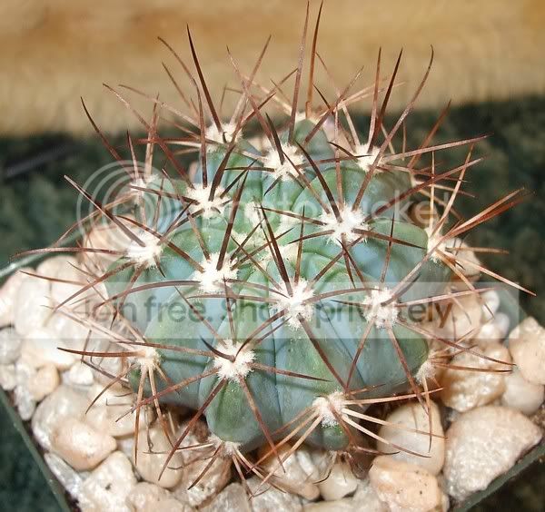 cactuspics08021.jpg