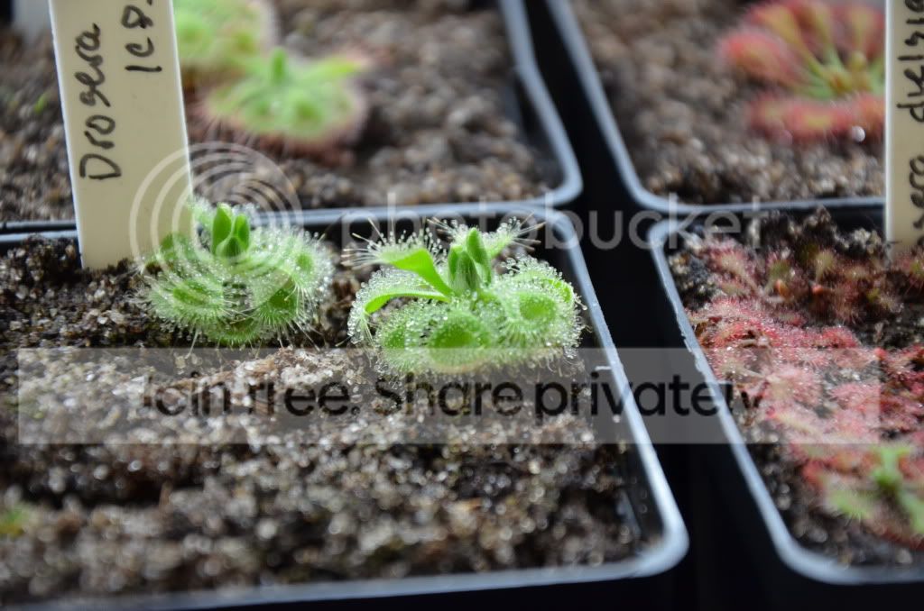 sundews015.jpg