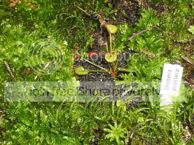 prolifera.jpg