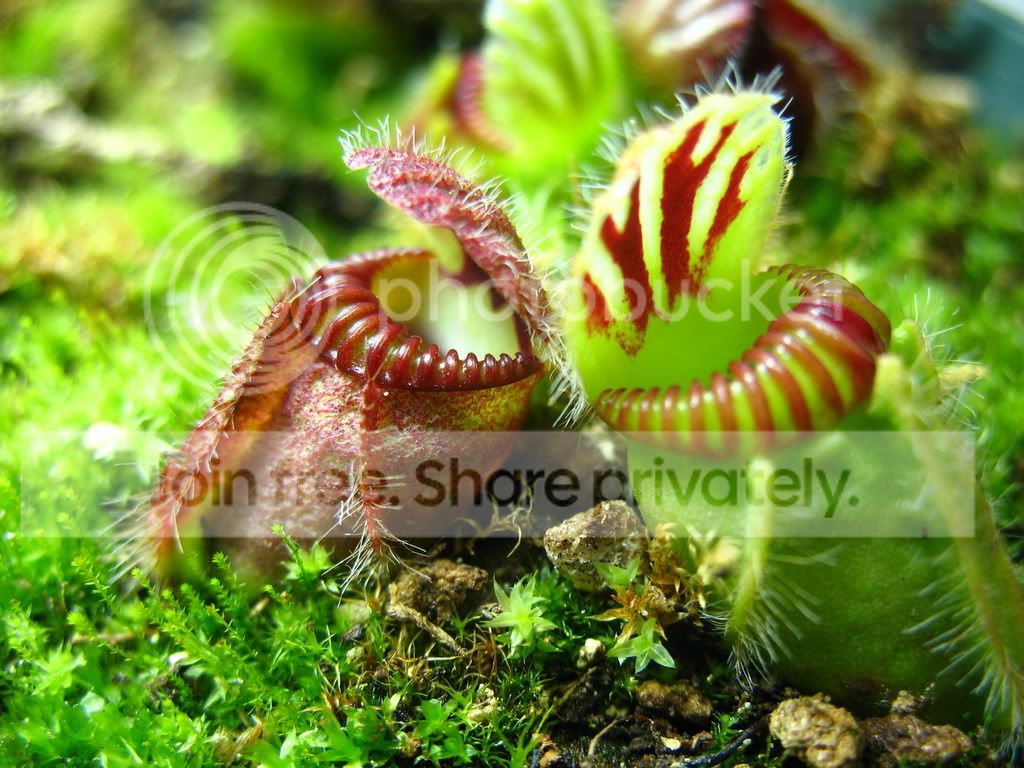 CephTwinClose.jpg