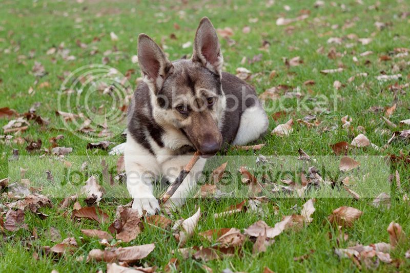 beau.jpg