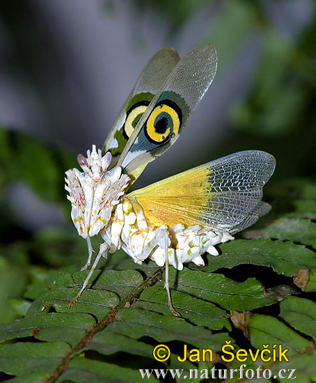 spiny-flower-praying--pseudocreobotra-ocellata.jpg