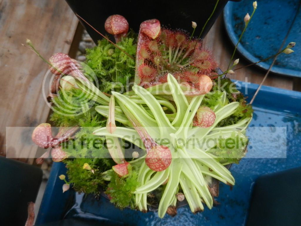 UNCCGreenhouse050.jpg